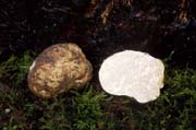 Tuber oregonense